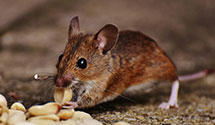 24 Hour & Emergency Exterminators in Albert City, IA